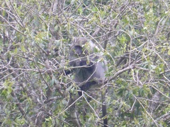 Cercopithecus mitis erythrarchus