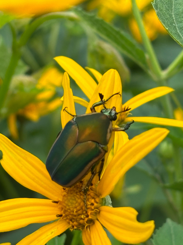 iNaturalist observation photo of Common Green June Beetle