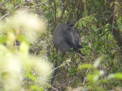 Cercopithecus mitis erythrarchus