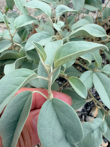 Croton pottsii, photograph 3