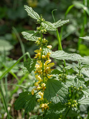 Lamium galeobdolon montanum