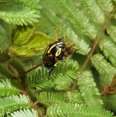 Rutela