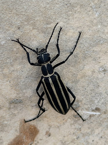 Black-striped Blister Beetle