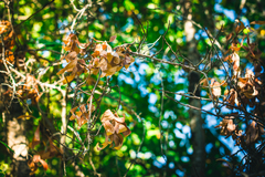 Embothrium coccineum