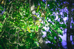 Embothrium coccineum