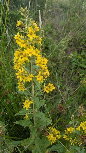 Yellow Loosestrife