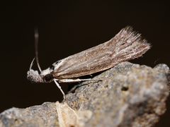 Prepalla tephrina