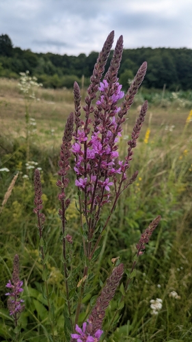 purple loosestrife