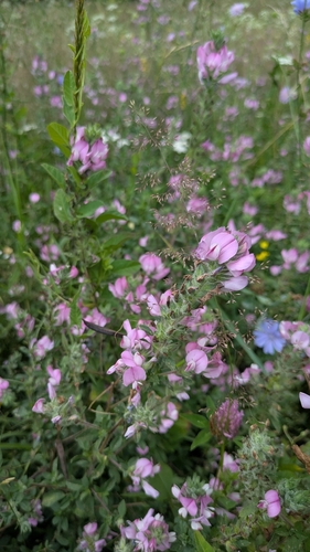 trailing restharrow
