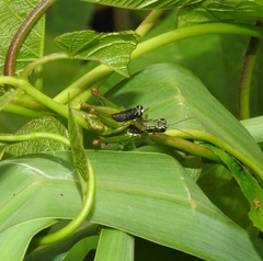 Liebermannacris dorsualis