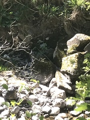 Troglodytes troglodytes