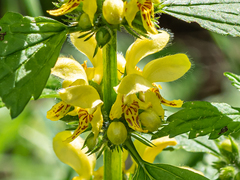 Lamium galeobdolon montanum