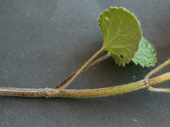 Lamium galeobdolon montanum