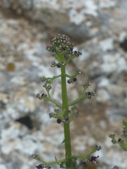 Scrophularia canina canina