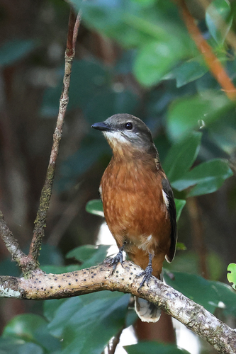 iNaturalist image
