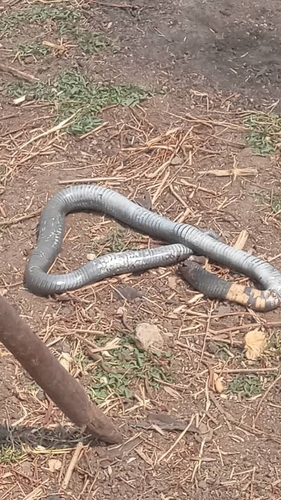 Black-necked Spitting Cobra
