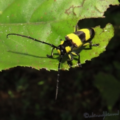 Thermistis croceocincta