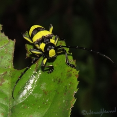 Thermistis croceocincta