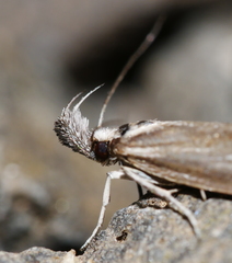 Prepalla tephrina