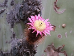 Neoraimondia herzogiana, photograph author not stated, no rights reserved