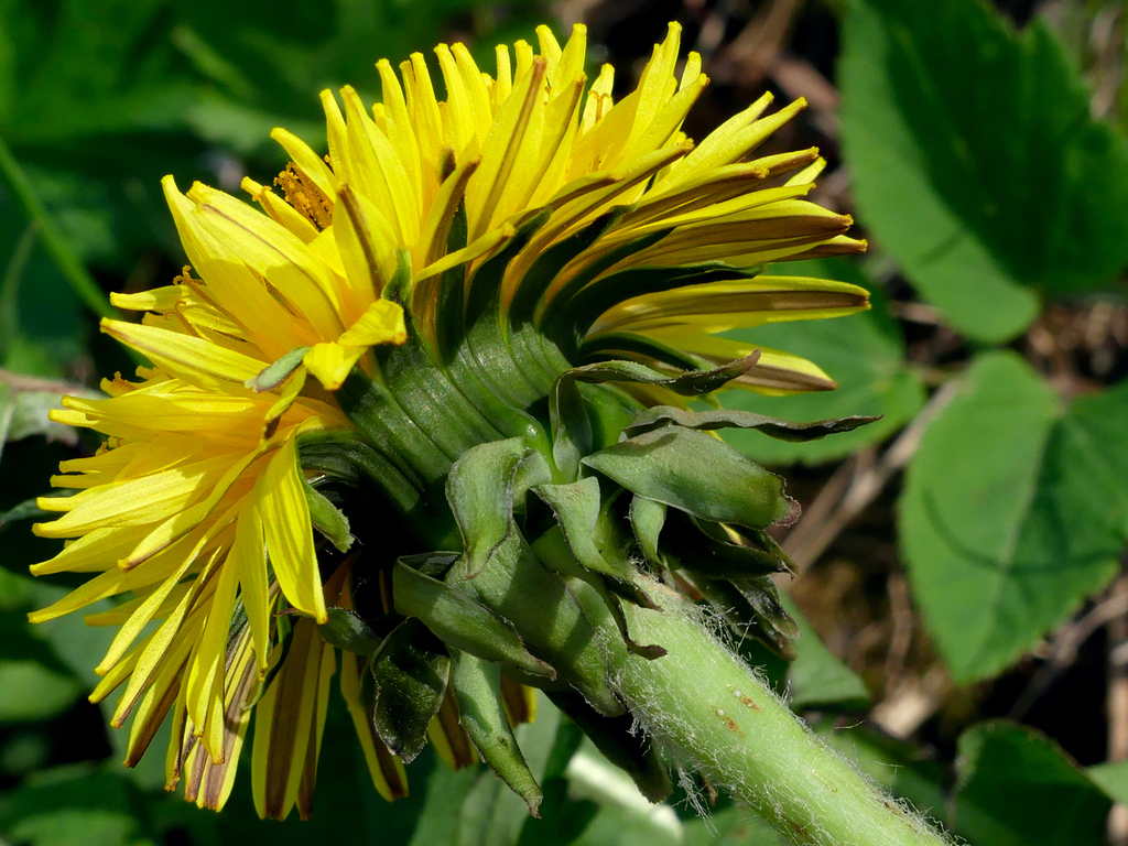 Dandelion