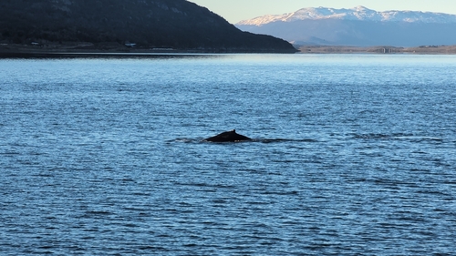 Ballena jorobada registrada en Ushuaia