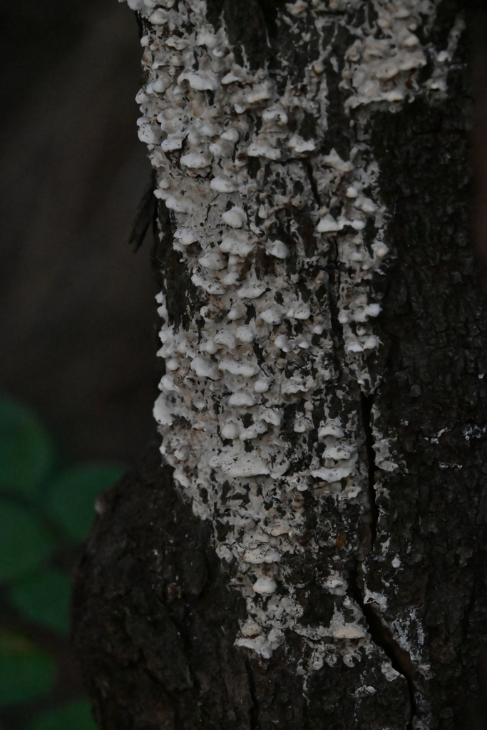 Milk-white Toothed Polypore · July 2026 · photo: Photo: no rights reserved · iNaturalist