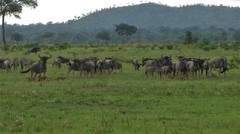 Connochaetes taurinus johnstoni