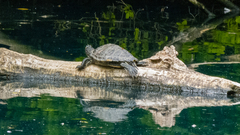 Trachemys scripta