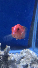 サクラダイ