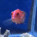 サクラダイ