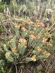 Crassula ericoides ericoides