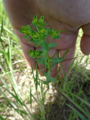 Euphorbia spathulata