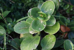 Crassula multicava multicava