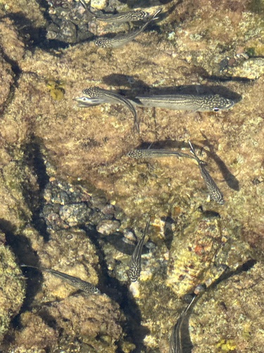 Kuhlia sandvicensis observed 2026-07-11
