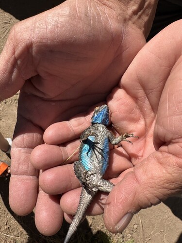 iNaturalist observation photo of Western Fence Lizard