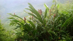 Alpinia sessiliflora