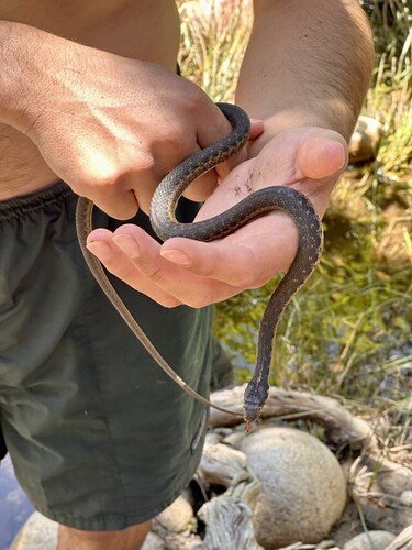 iNaturalist observation photo of Sierra Garter Snake