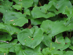 Maianthemum dilatatum