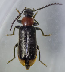 Pedilus punctulatus