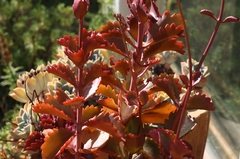 Kalanchoe sexangularis sexangularis