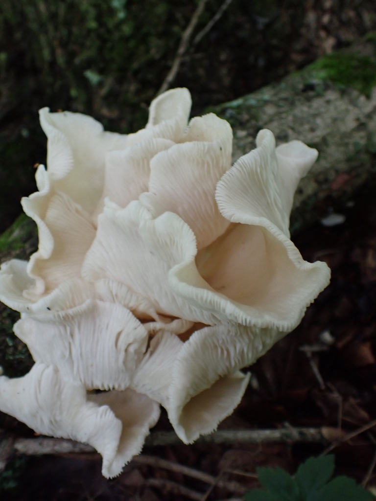 pale oyster · July 2026 · photo: Photo: no rights reserved · iNaturalist