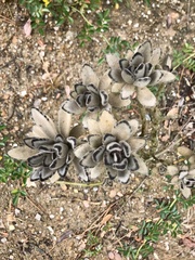 Kalanchoe tomentosa
