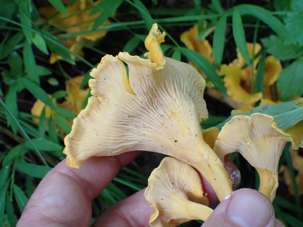 Cantharellus flavolateritius