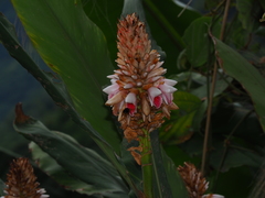 Alpinia sessiliflora