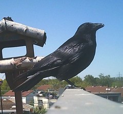 Corvus corone