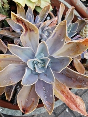 Graptoveria