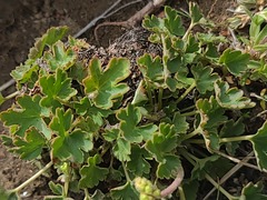 author not stated, no rights reserved Heuchera parvifolia, photograph author not stated, no rights reserved