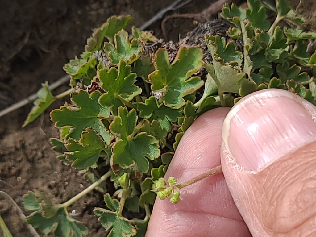 Heuchera parvifolia; photograph author not stated, no rights reserved