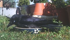 Corvus corone